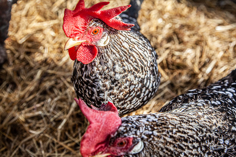 How to care for chickens & how to choose them