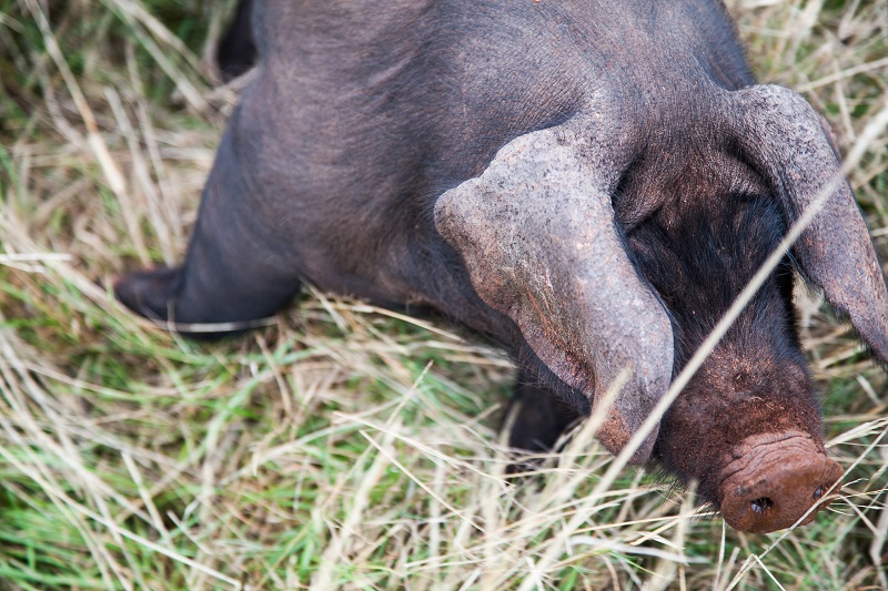 One of the pigs raised on the Village Dreaming farm